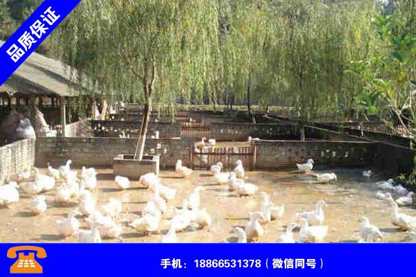 广东惠州建笼养鸭棚投资多少钱近期成本报价