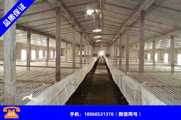 青海黄南建笼养鸭棚投资多少钱需要多少钱
